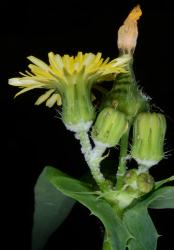 Image: P.B. Heenan © Landcare Research 2014 